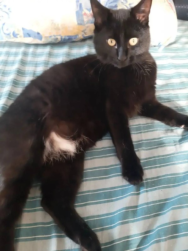 Lost white cat in Pervouralsk — identification photo, lost & found pet database Pathfinder