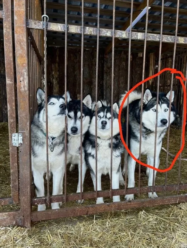 Lost white dog, хаски in Oktyabrskiy — identification photo, lost & found pet database Pathfinder