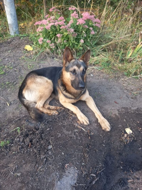 Found fawn dog in Beloozerskiy — identification photo, lost & found pet database Pathfinder