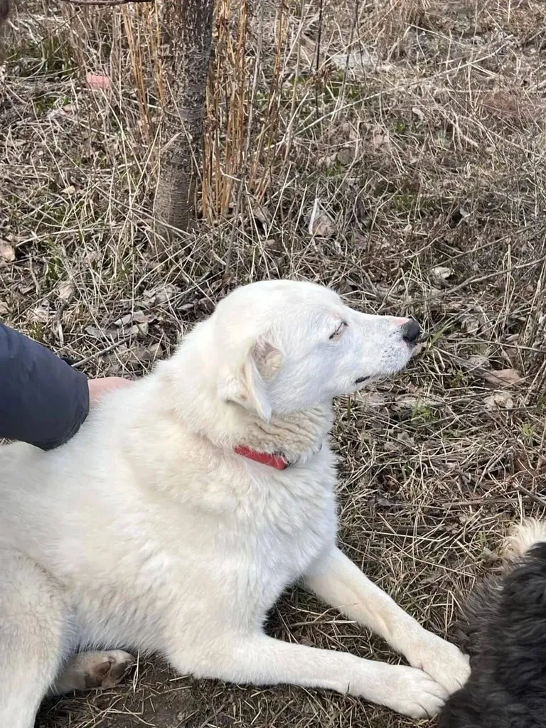 Lost white dog in Dolgoprudnyy — identification photo, lost & found pet database Pathfinder