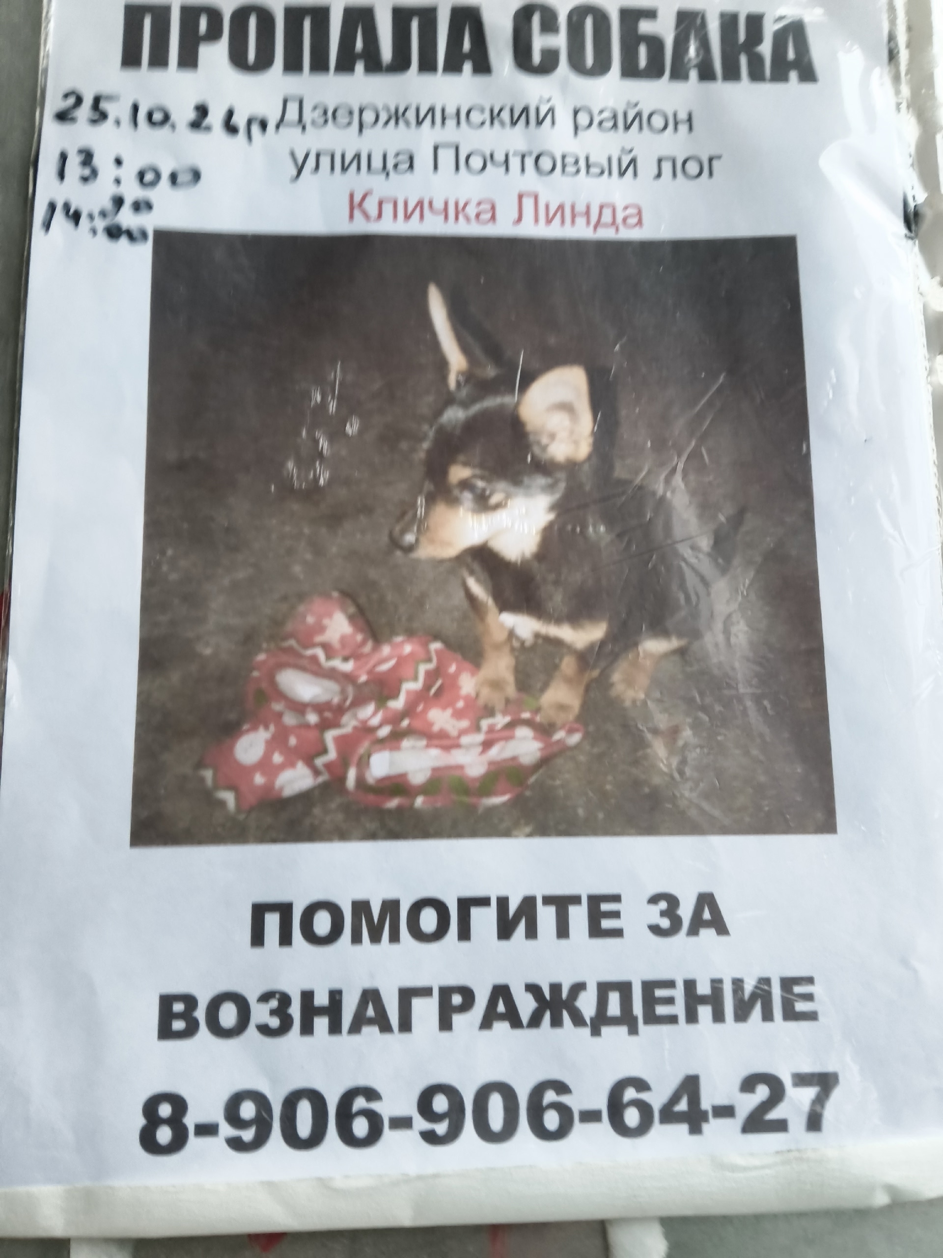 Lost dog in Novosibirsk — identification photo, lost & found pet database Pathfinder