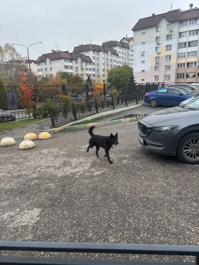 Found dog, похож на лайку in Vidnoe — identification photo, lost & found pet database Pathfinder
