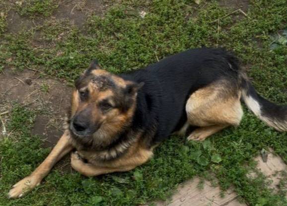 Lost ginger dog in Ramenskoe — identification photo, lost & found pet database Pathfinder