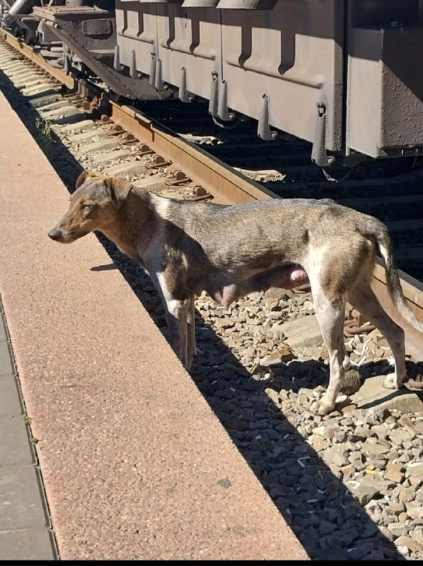 Lost fawn dog in Volgograd — identification photo, lost & found pet database Pathfinder