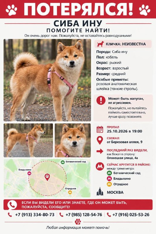 Lost ginger dog, сиба ину in Moscow — identification photo, lost & found pet database Pathfinder
