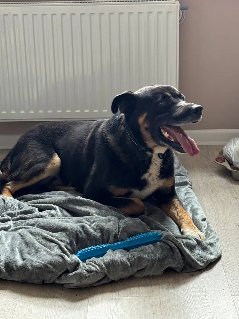Found dog, метис ротвейлера in Yuzhnoe Butovo — identification photo, lost & found pet database Pathfinder