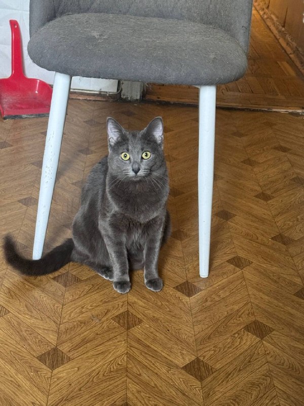 Lost gray cat, метис in Stulovo — identification photo, lost & found pet database Pathfinder