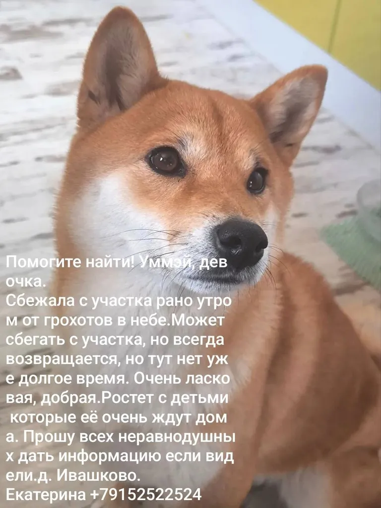 Lost dog, сиба-ину in Ivashkovo — identification photo, lost & found pet database Pathfinder