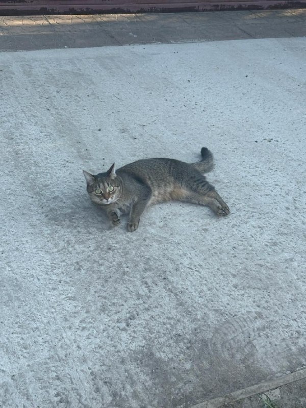 Lost brown cat in Barybino — identification photo, lost & found pet database Pathfinder