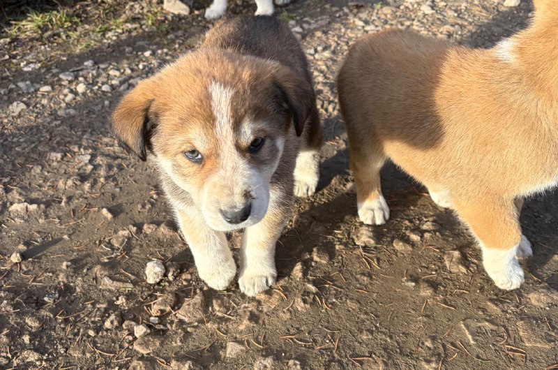 Adoptable ginger dog, алабай in Perm — identification photo, lost & found pet database Pathfinder