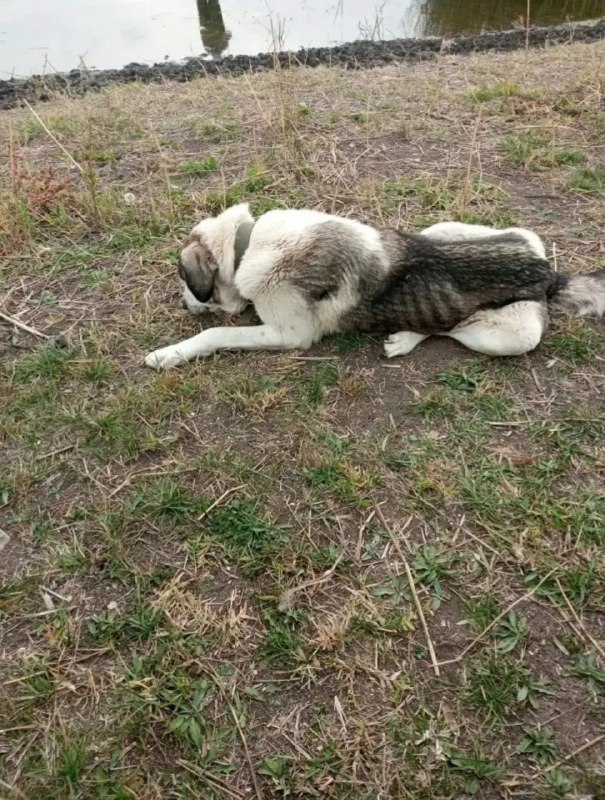 Found white dog in Leninskiy Rayon — identification photo, lost & found pet database Pathfinder