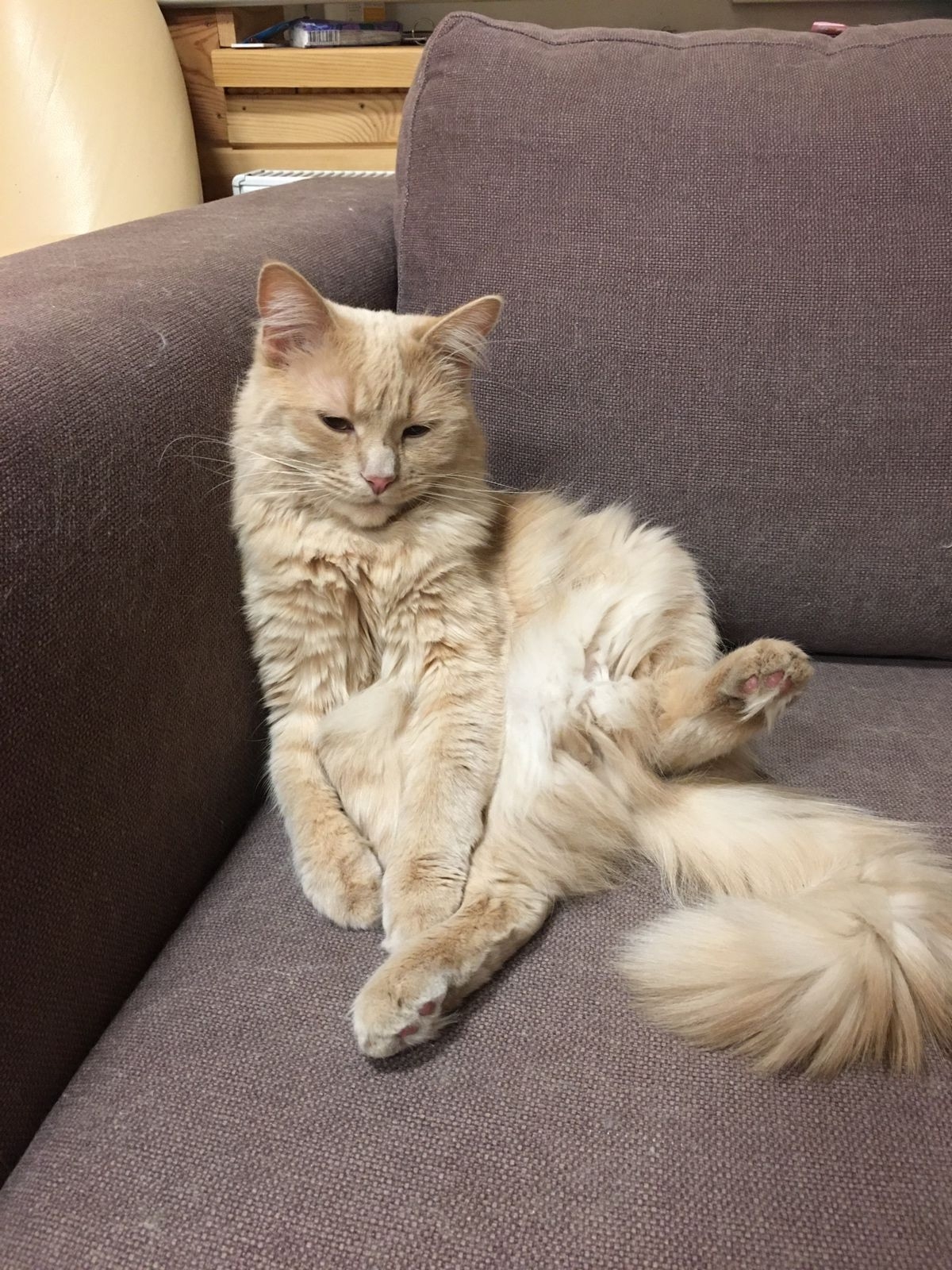 Lost cream cat in Alekseevka — identification photo, lost & found pet database Pathfinder