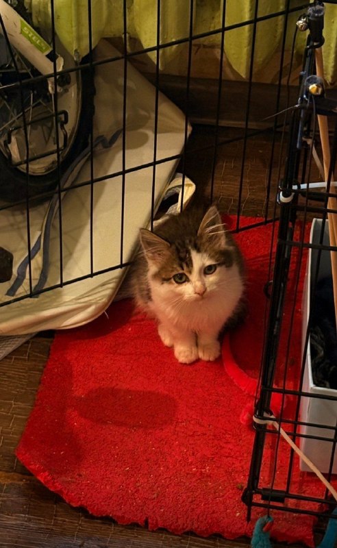Adoptable white cat in Volgograd — identification photo, lost & found pet database Pathfinder