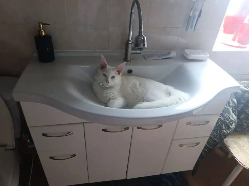 Lost white cat in Verkhnyaya Pyshma — identification photo, lost & found pet database Pathfinder
