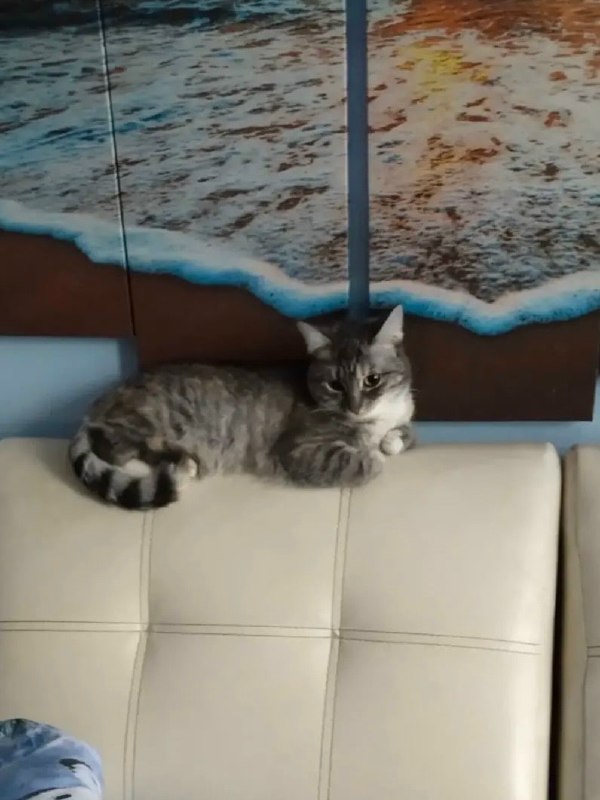 Lost black cat in Yekaterinburg — identification photo, lost & found pet database Pathfinder