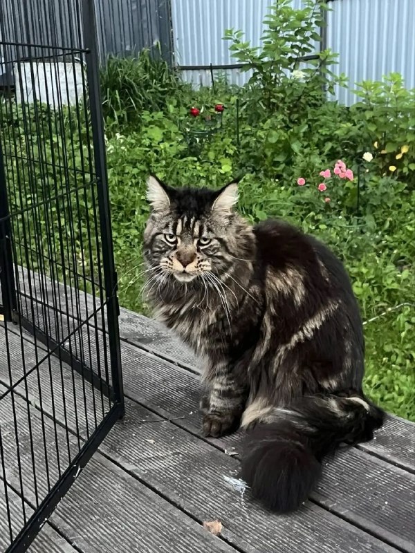 Lost brown cat in Novosibirsk — identification photo, lost & found pet database Pathfinder