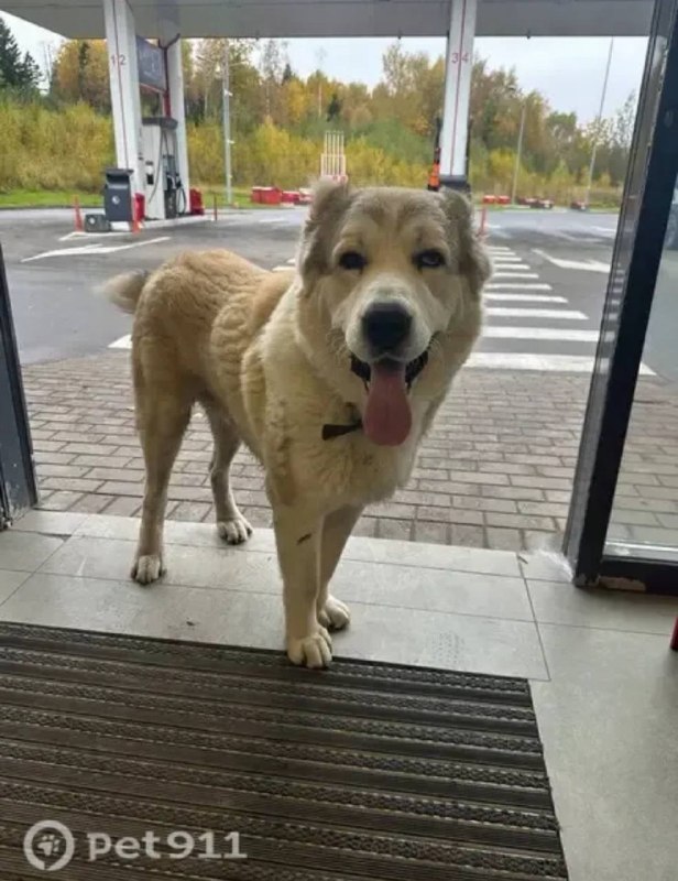 Found cream dog, алабай in Istra — identification photo, lost & found pet database Pathfinder