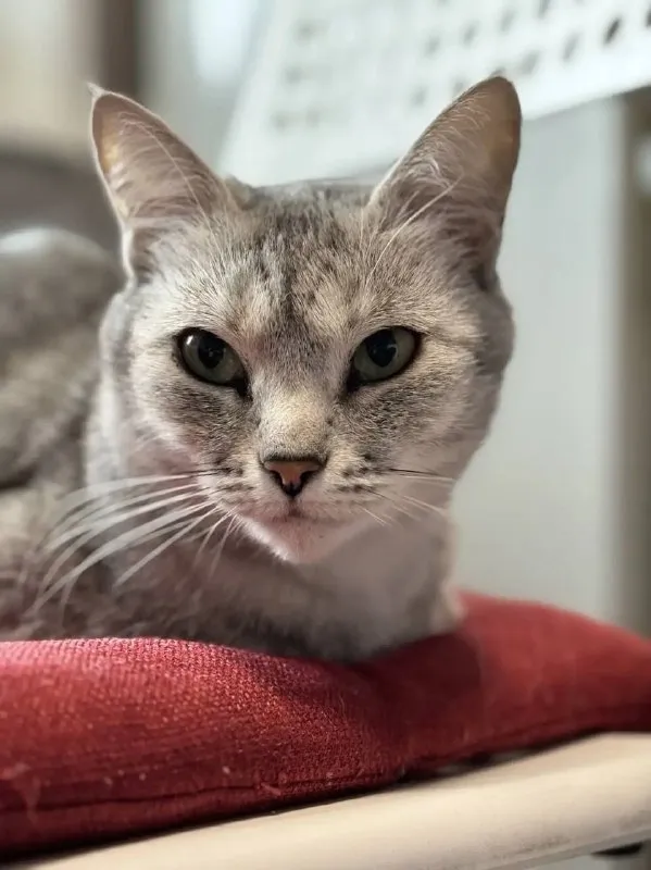 Lost white cat in Klin — identification photo, lost & found pet database Pathfinder