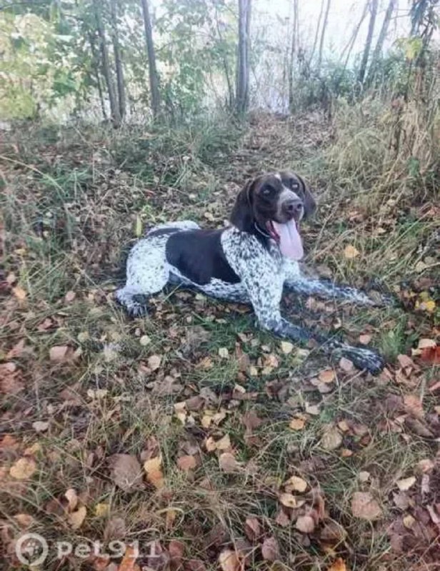 Lost white dog, курцхаар in Ramenskoe — identification photo, lost & found pet database Pathfinder