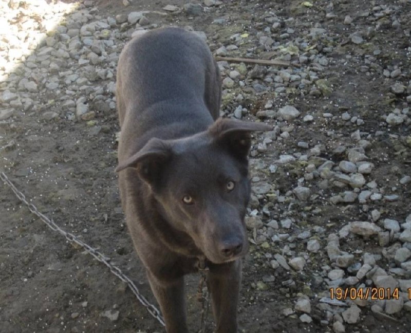 Lost gray dog in Verkhnemakarovo — identification photo, lost & found pet database Pathfinder