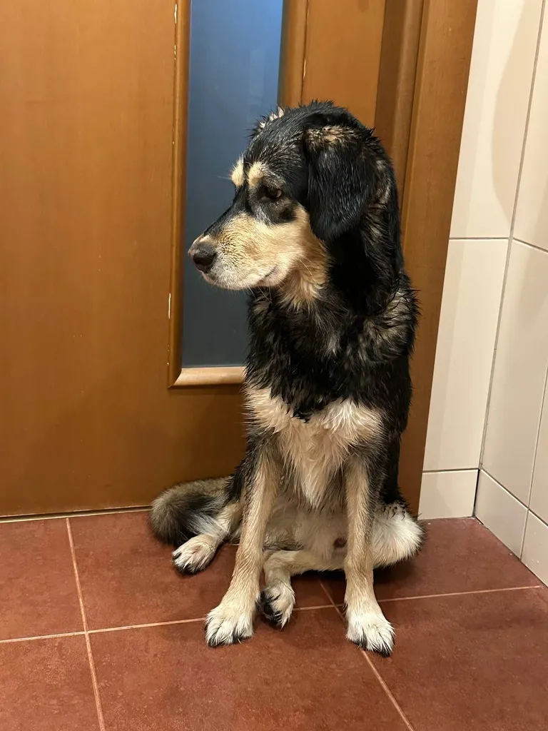 Found dog, метис in Barvikha — identification photo, lost & found pet database Pathfinder