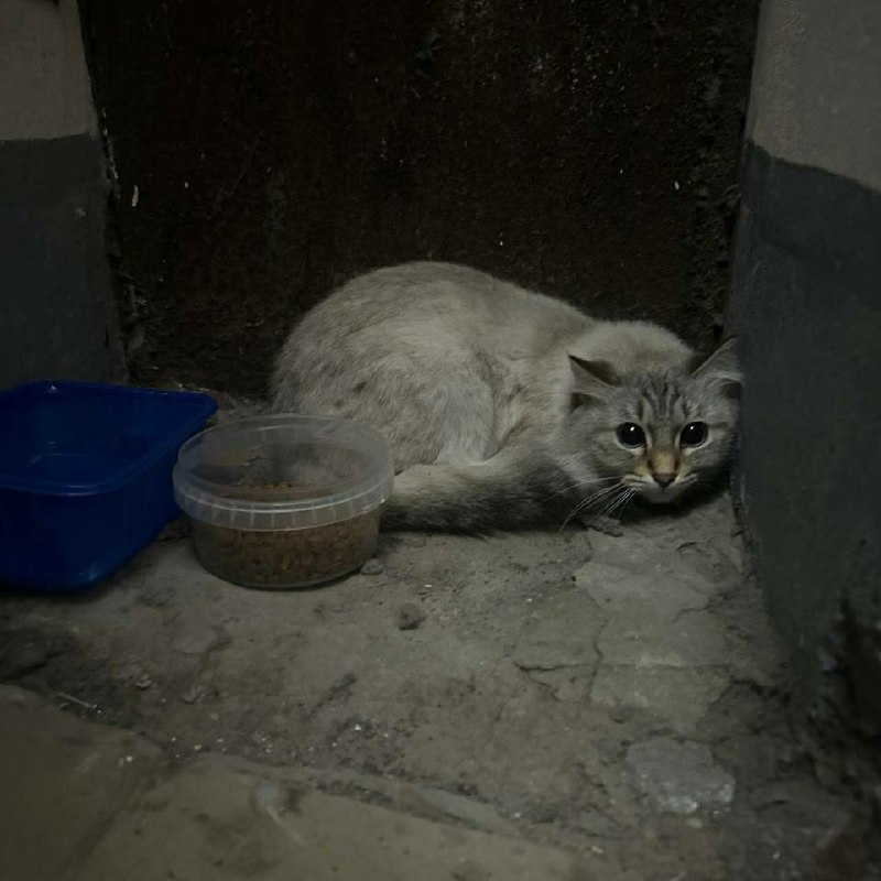 Found gray cat in Saint Petersburg — identification photo, lost & found pet database Pathfinder
