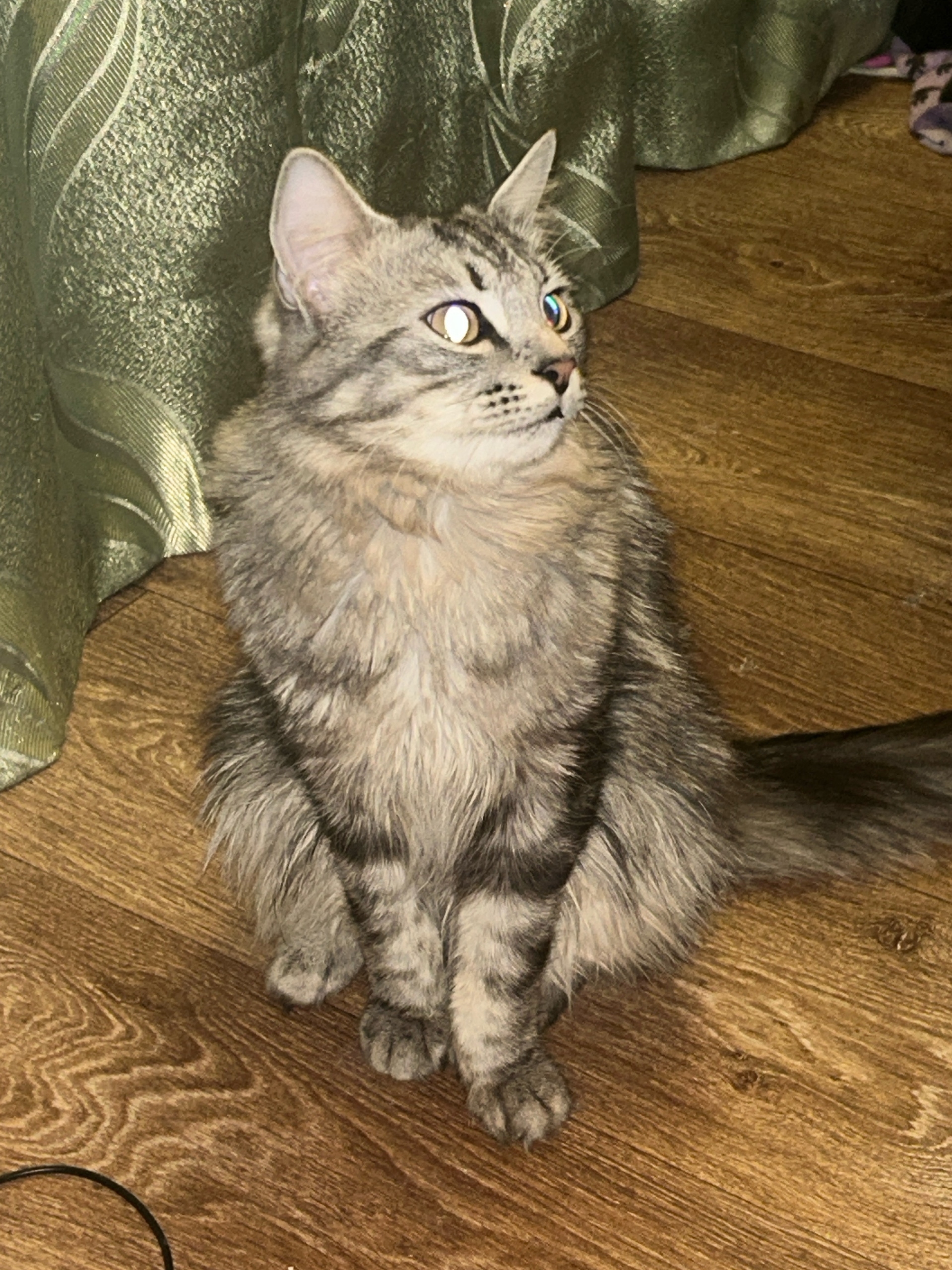 Lost cat in Novosibirsk — identification photo, lost & found pet database Pathfinder