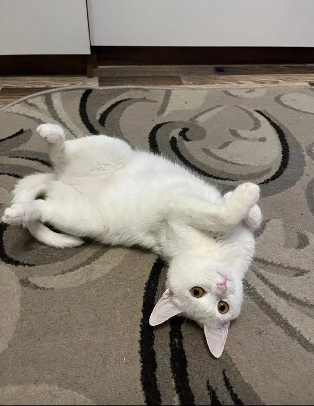Lost white cat in Volzhskiy — identification photo, lost & found pet database Pathfinder