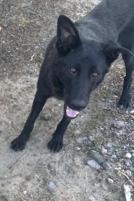 Lost black dog in Khutor Burkovskiy — identification photo, lost & found pet database Pathfinder