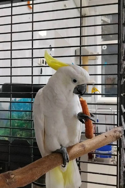 Lost pet, какаду in Yekaterinburg — identification photo, lost & found pet database Pathfinder