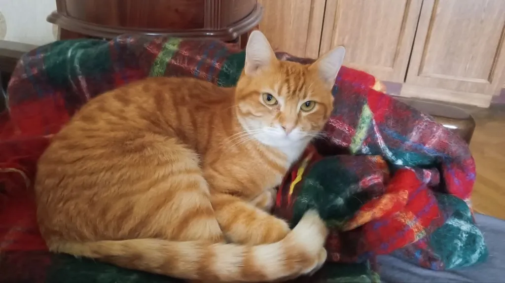 Lost cat in Moscow — identification photo, lost & found pet database Pathfinder
