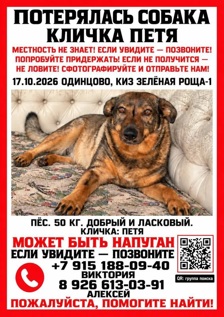Lost dog, метис in Odintsovo — identification photo, lost & found pet database Pathfinder