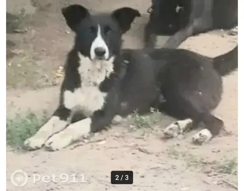 Lost dog in Kashira — identification photo, lost & found pet database Pathfinder