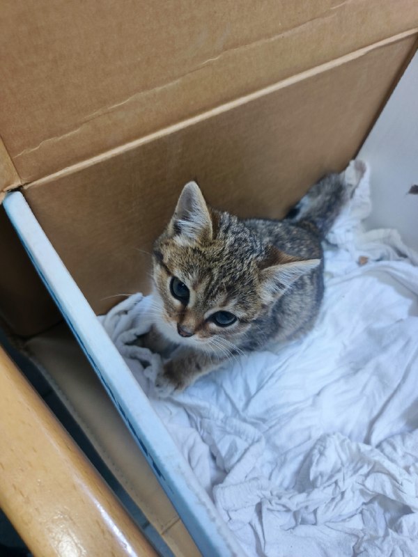 Adoptable brown pet in Perm — identification photo, lost & found pet database Pathfinder