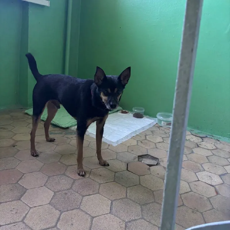 Adoptable brown dog, той-терьер in Yekaterinburg — identification photo, lost & found pet database Pathfinder