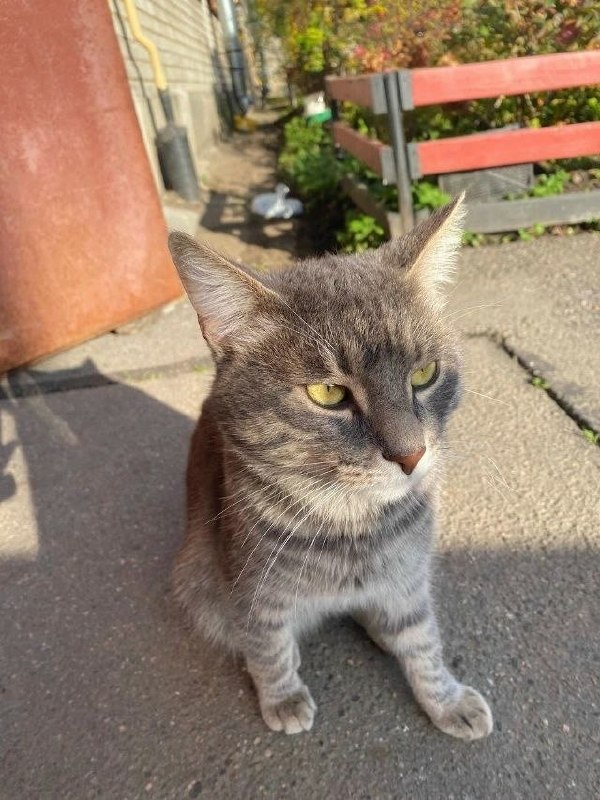 Adoptable gray cat in Saint Petersburg — identification photo, lost & found pet database Pathfinder