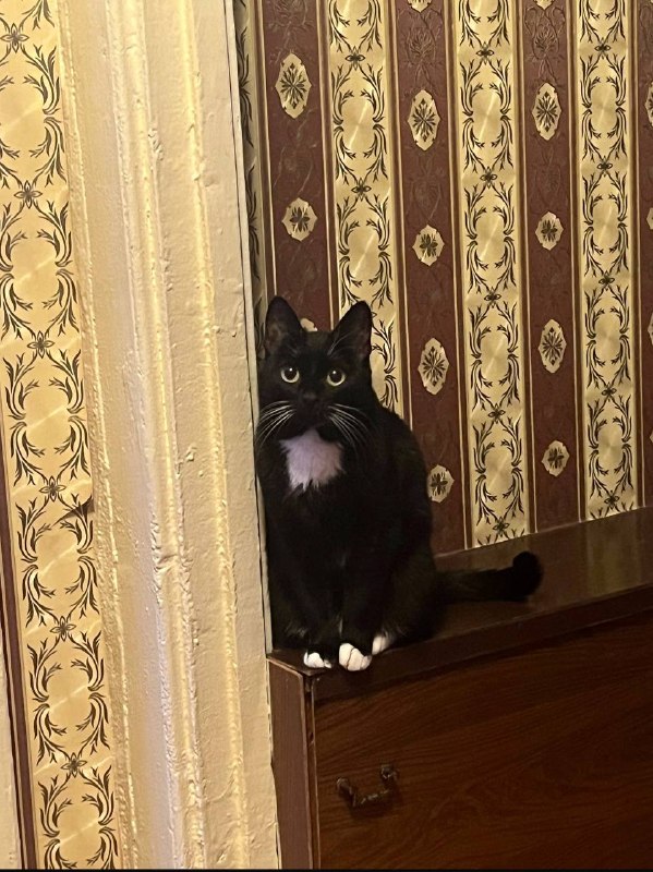 Lost black cat in Omsk — identification photo, lost & found pet database Pathfinder