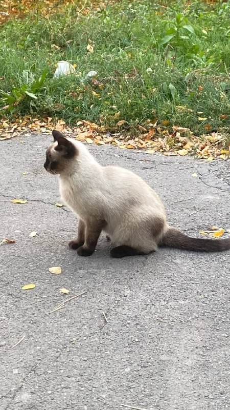 Adoptable cat in Volzhskiy — identification photo, lost & found pet database Pathfinder