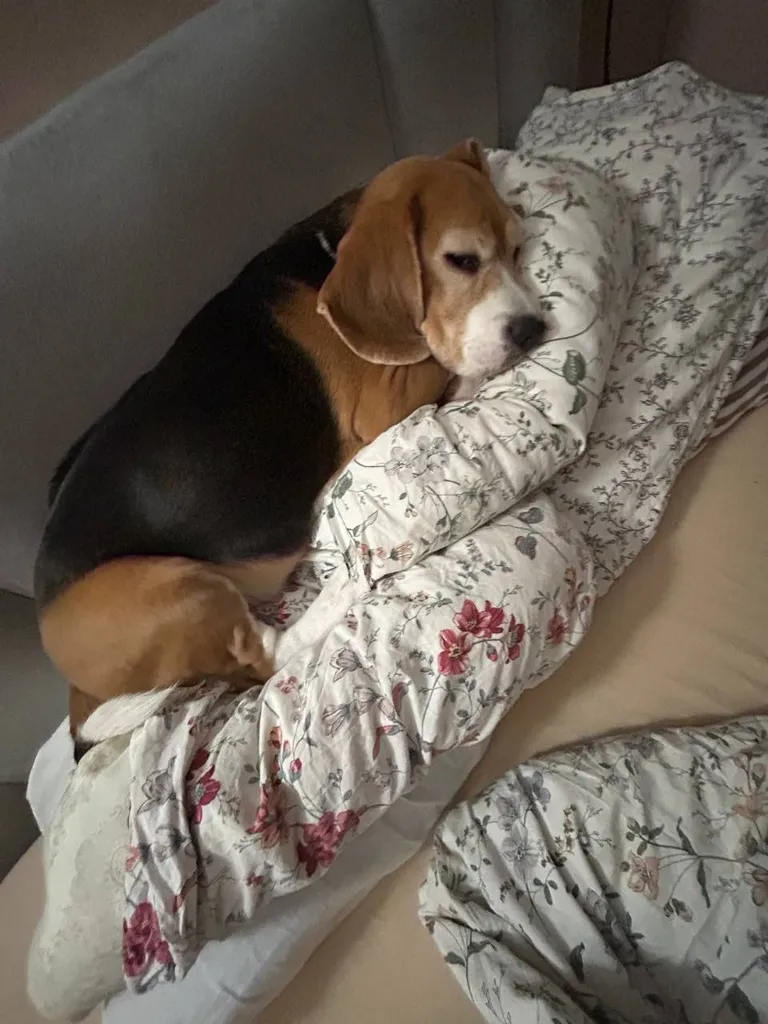 Lost dog, бигль in Kommunarka — identification photo, lost & found pet database Pathfinder