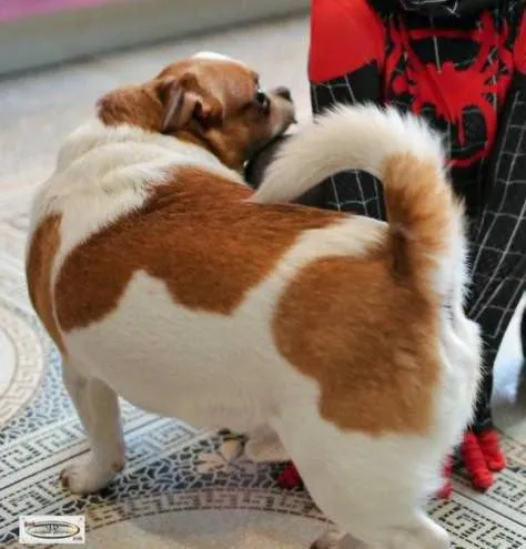 Lost white dog, чихуахуа in Dmitrovskiy — identification photo, lost & found pet database Pathfinder