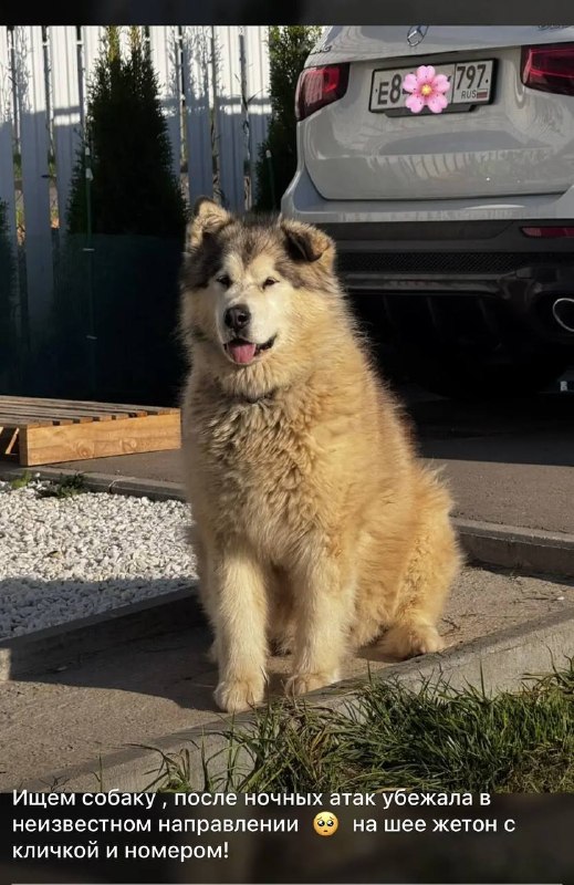 Lost cream dog, аляскинский маламут in Domodedovo — identification photo, lost & found pet database Pathfinder
