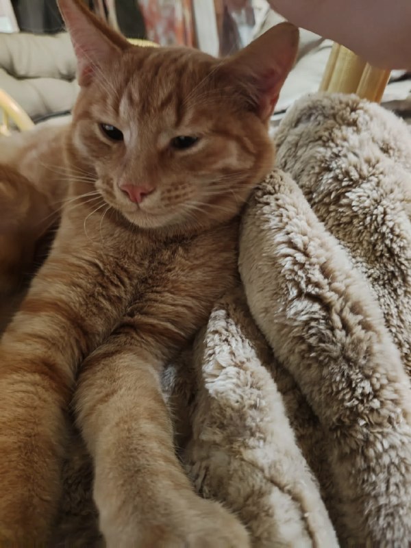 Lost ginger cat in Perm — identification photo, lost & found pet database Pathfinder