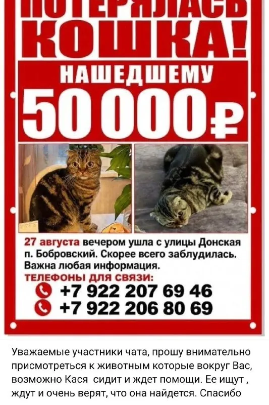 Lost cat in Bobrovskiy — identification photo, lost & found pet database Pathfinder