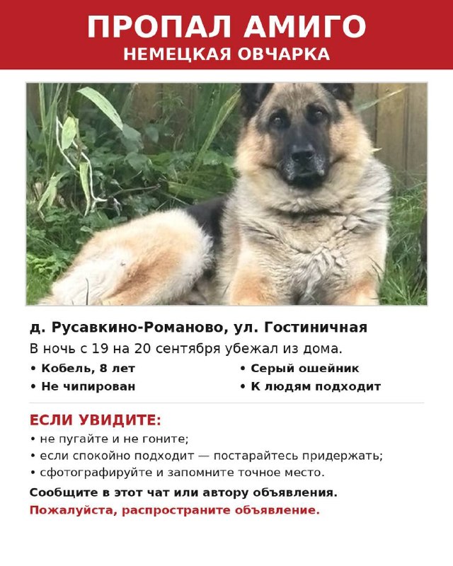 Lost fawn dog, немецкая овчарка in Rusavkino Romanovo — identification photo, lost & found pet database Pathfinder