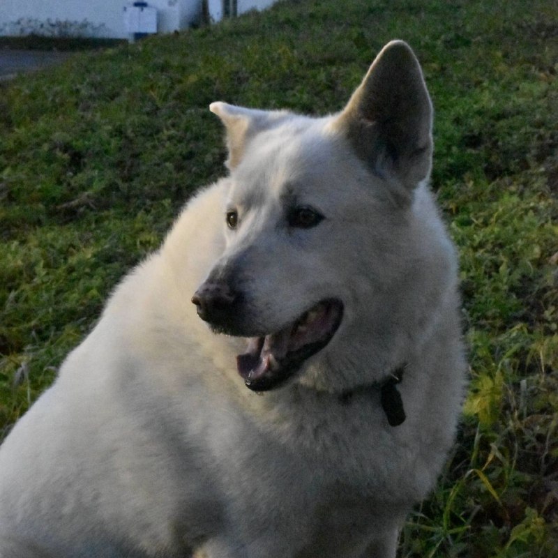 Lost white dog in Gatchina — identification photo, lost & found pet database Pathfinder