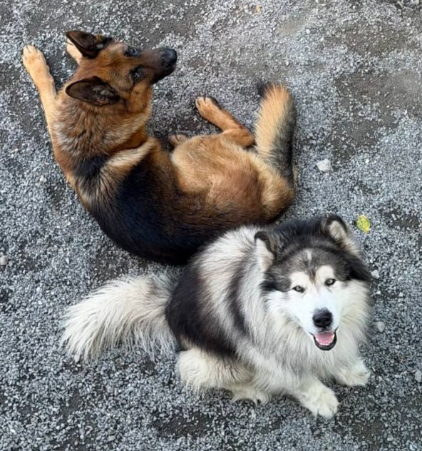 Lost ginger dog, немецкая овчарка, маламут in Yekaterinburg — identification photo, lost & found pet database Pathfinder