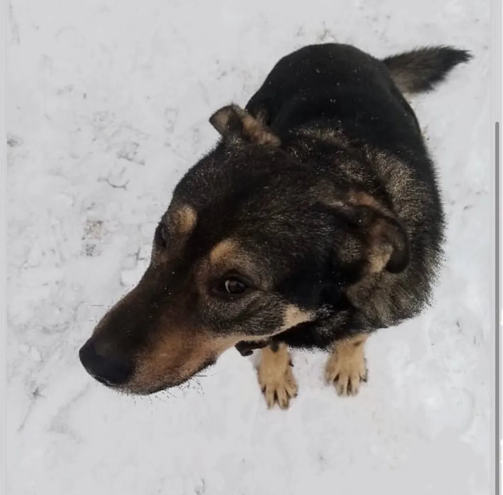 Lost dog, метис овчарки in Moscow — identification photo, lost & found pet database Pathfinder