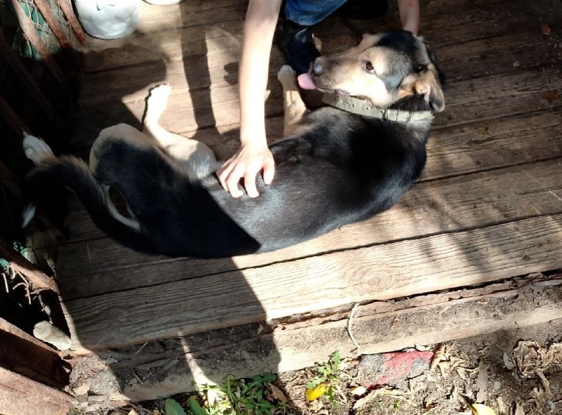 Adoptable cream dog, дворняжка in Volgograd — identification photo, lost & found pet database Pathfinder