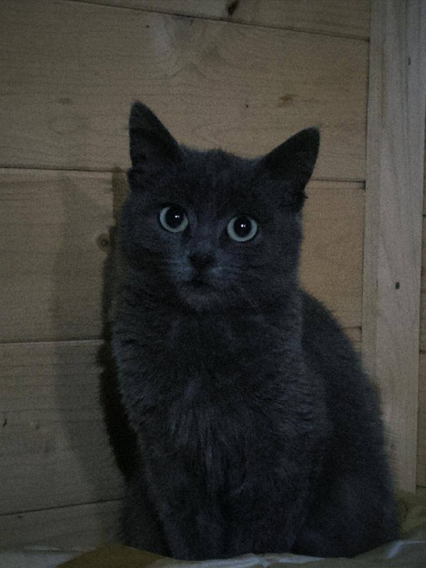 Lost gray cat, беспородистая in Malysheva — identification photo, lost & found pet database Pathfinder