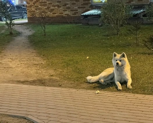 Found white dog, метис in Saint Petersburg — identification photo, lost & found pet database Pathfinder